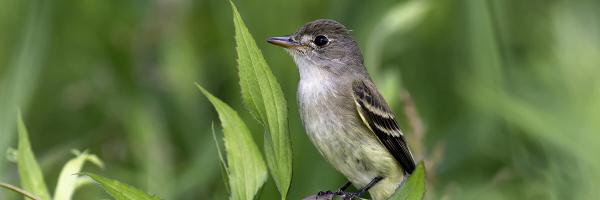 A Willow Flycatcher in a native willow shrub. Photo: Kelly Colgan Azar/Flickr CC BY-ND 2.0 with permission from Audubon A Willow Flycatcher in a native willow shrub